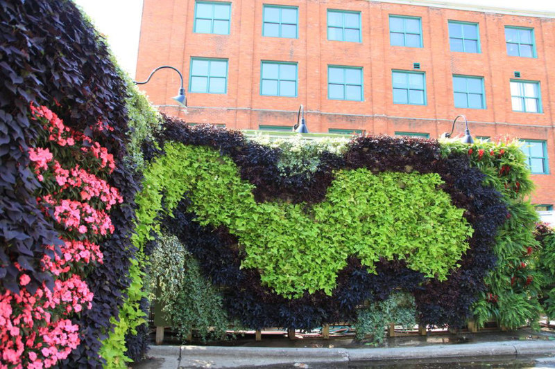 北京植物墻公司-北京室內垂直綠化植物墻的植物存活率